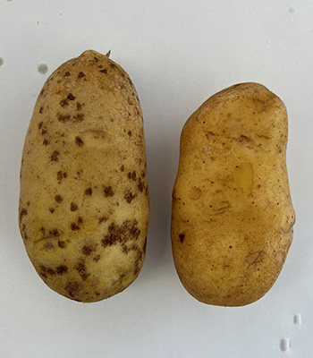 メークイン比較