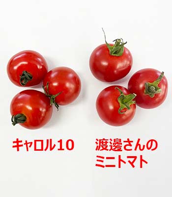 ミニトマト比較