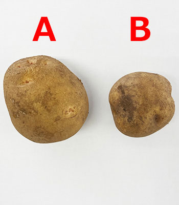 キタアカリ比較