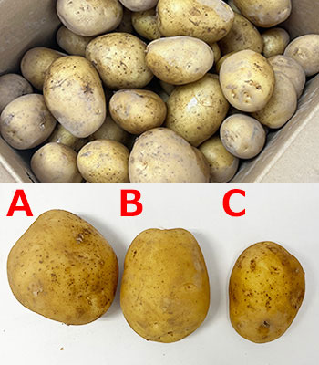 さんじゅうまる比較