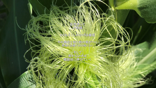 とうもろこしのひげ