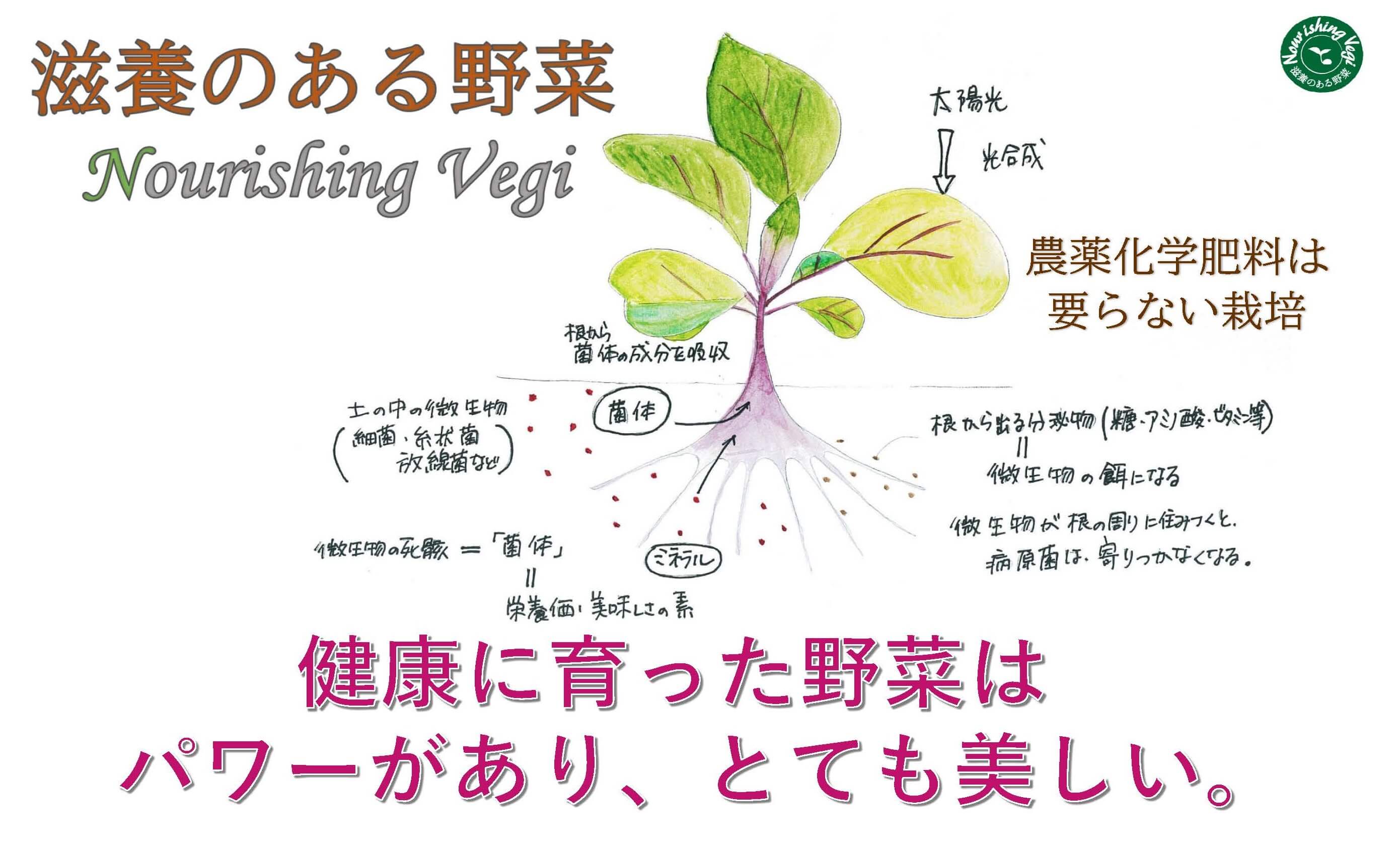 滋養のある野菜