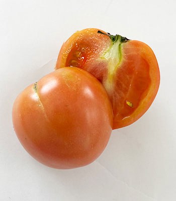 谷下さんとまと1002