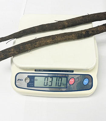 竹下さんごぼう0829