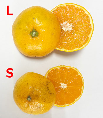 吉田さん田口早生LとS