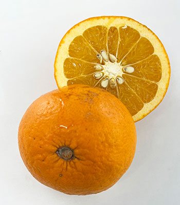 式森さん紅甘夏0516