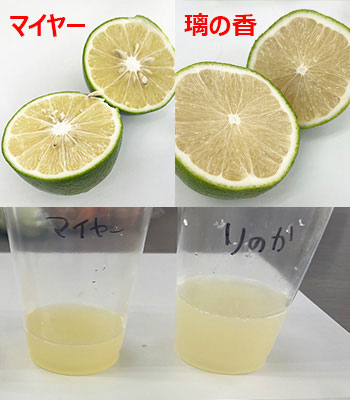 マイヤー・璃の香比較