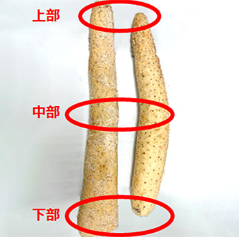 長芋の測定部位