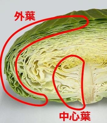 益田さんキャベツ