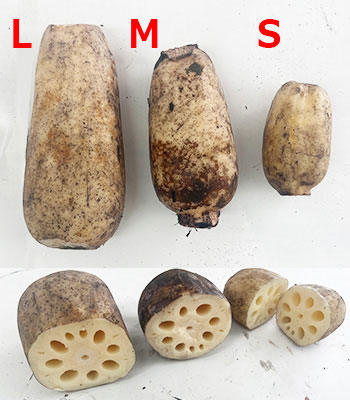 れんこん比較1121