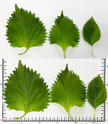 ��t�T�C�Y��r